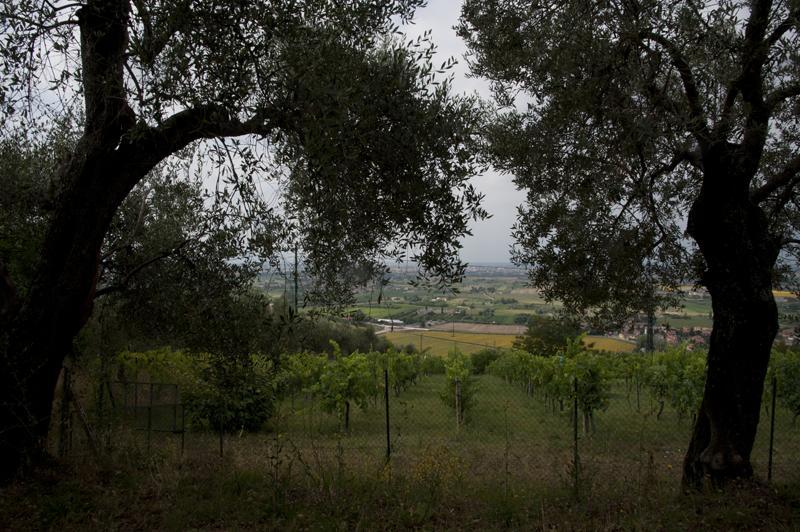 Agriturismo La Grotta San Giuliano Terme Zewnętrze zdjęcie